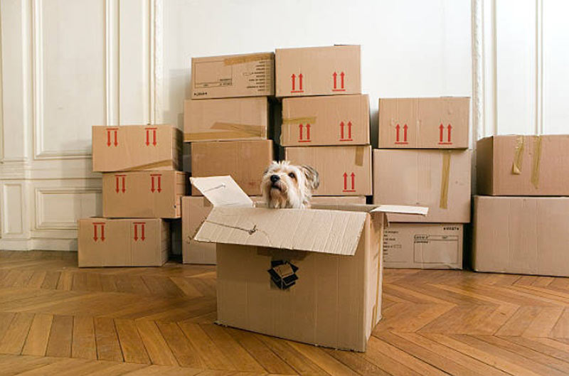 moving arragement for pets